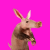 Aardvark logotipo