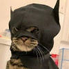 شعار batcat