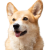 BNB DOG INU logo