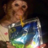 Caprisun Monkey logosu