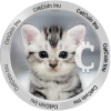 شعار CatCoin Inu