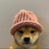 dogwifhat 徽标 dogwifhat 徽标