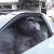 Gorilla In A Coupe logotipo