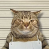 شعار Jail Cat