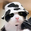 MooCat लोगो