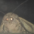 نشان‌واره MOTH