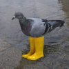 شعار Pigeon In Yellow Boots