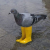 Pigeon In Yellow Boots 徽标