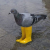 Pigeon In Yellow Boots Logo