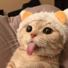 Tongue Cat logotipo